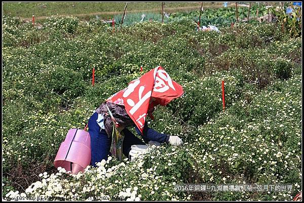 九湖農場杭菊與波斯菊_05.jpg