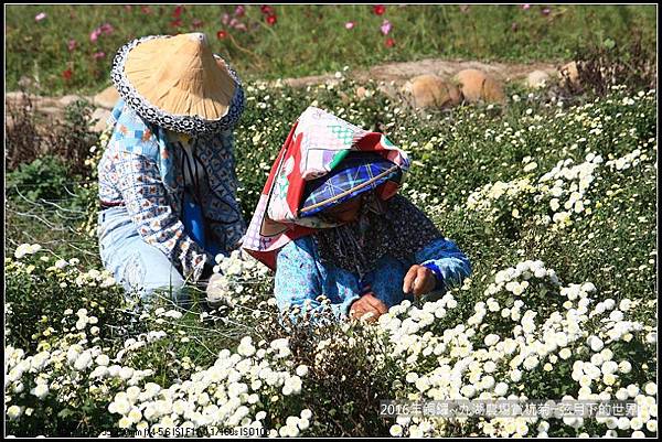 九湖農場杭菊與波斯菊_07.jpg