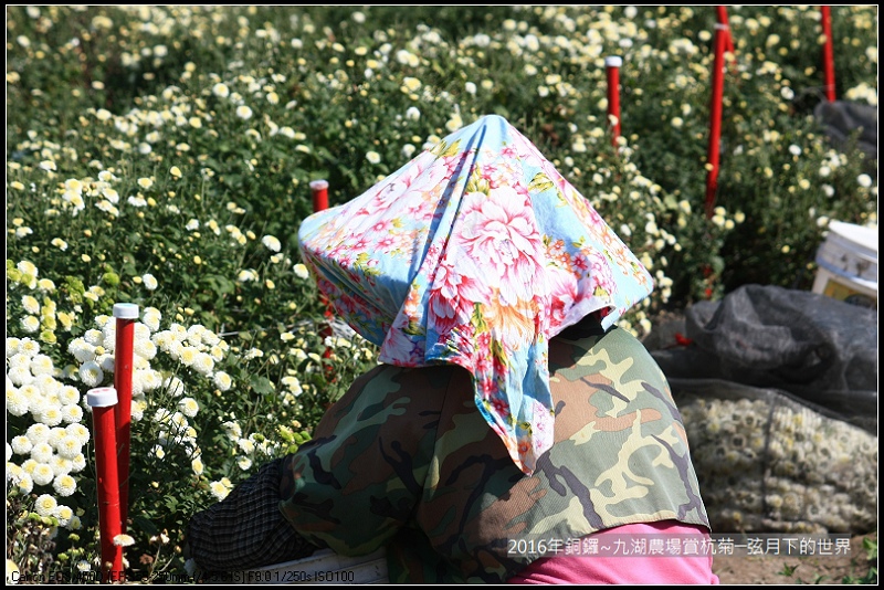九湖農場杭菊與波斯菊_16.jpg 九湖農場杭菊與波斯菊_16.jpg