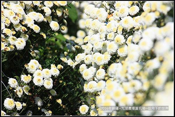 九湖農場杭菊與波斯菊_19.jpg