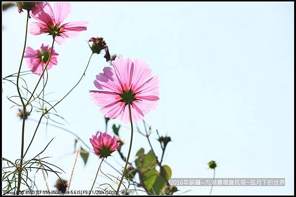 九湖農場杭菊與波斯菊_20.jpg