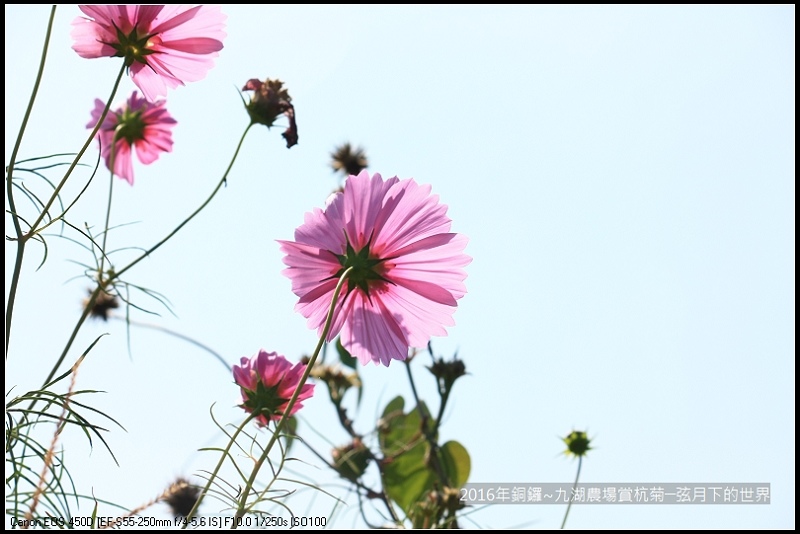 九湖農場杭菊與波斯菊_21.jpg