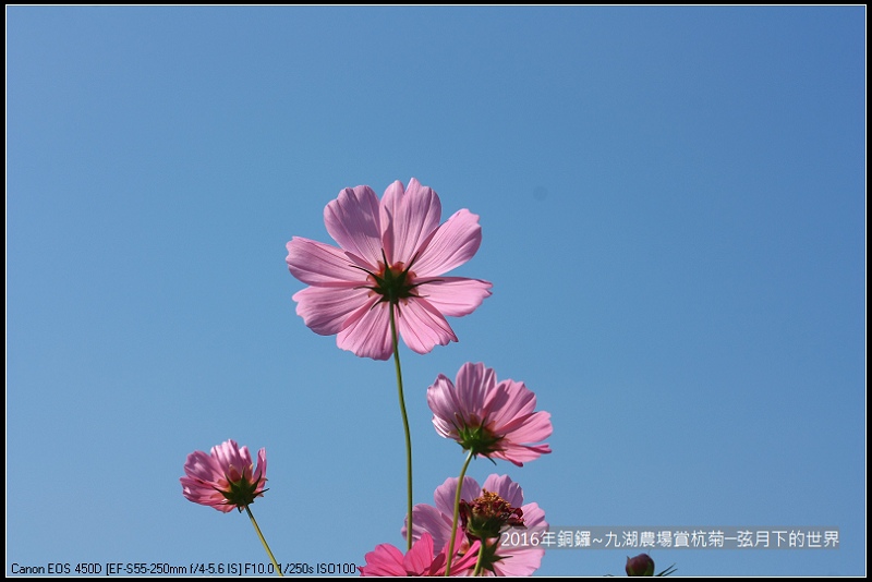 九湖農場杭菊與波斯菊_22.jpg