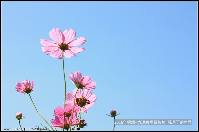 九湖農場杭菊與波斯菊_26.jpg