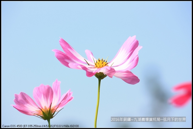 九湖農場杭菊與波斯菊_28.jpg