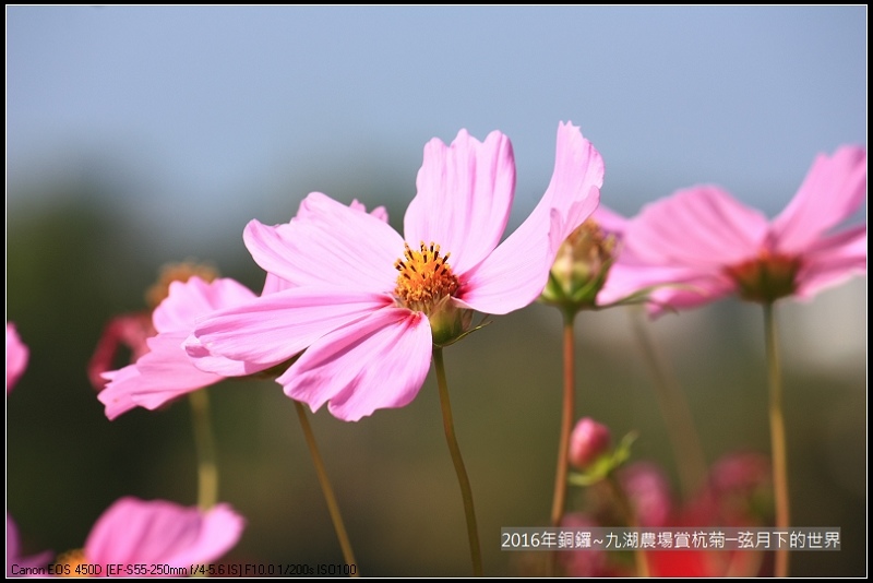 九湖農場杭菊與波斯菊_30.jpg