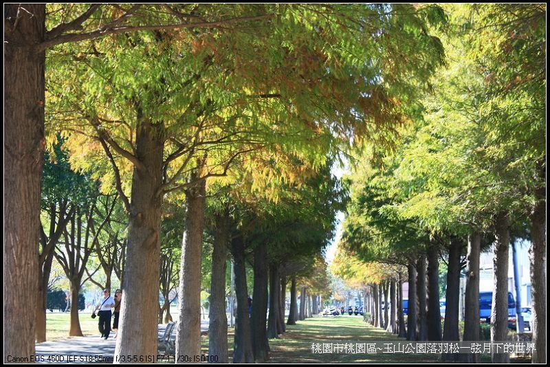 玉山公園落羽松_04.jpg 玉山公園落羽松_04.jpg