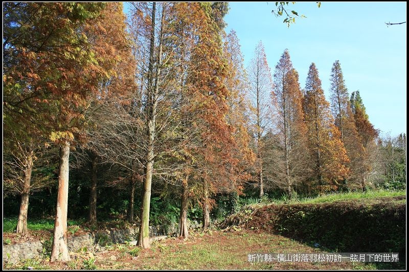 新竹縣~橫山街落羽松初訪_001.jpg