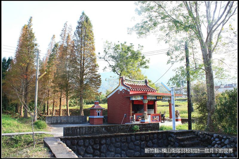 新竹縣~橫山街落羽松初訪_038.jpg