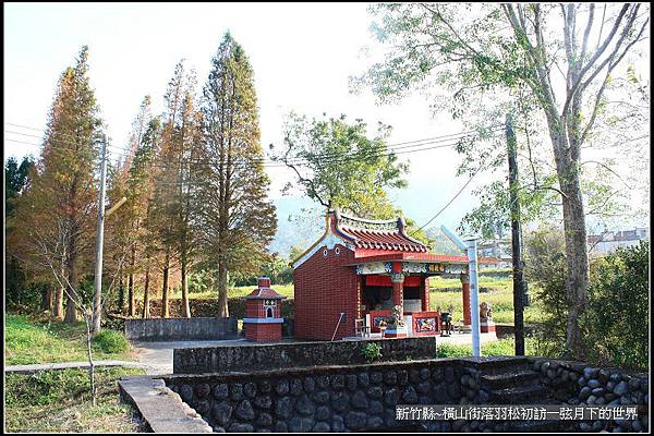 新竹縣~橫山街落羽松初訪_038.jpg