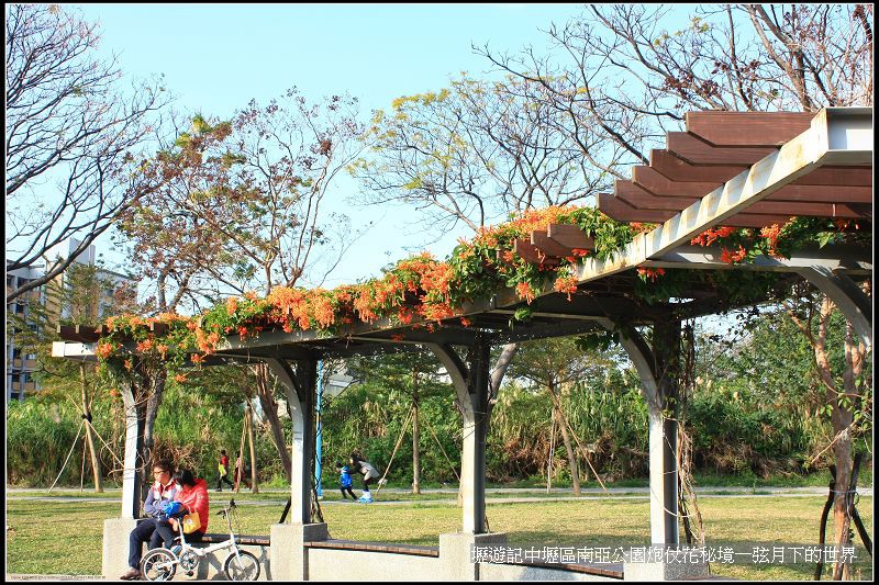 壢遊記~中壢區南亞公園炮仗花祕境_17.jpg