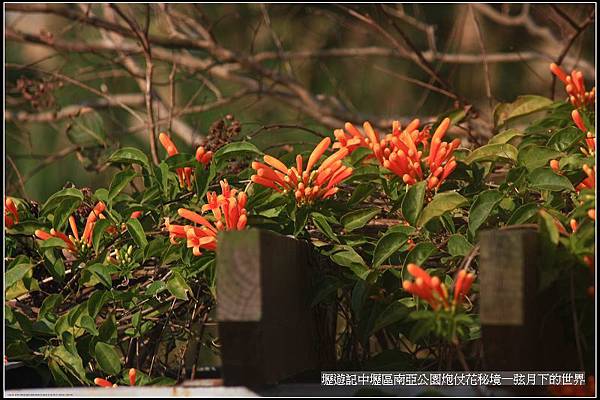 壢遊記~中壢區南亞公園炮仗花秘境_29.jpg