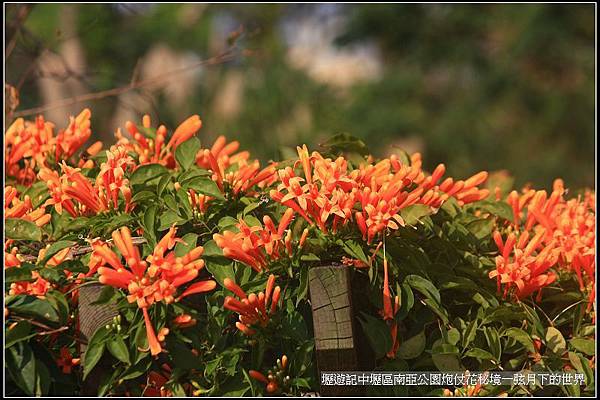 壢遊記~中壢區南亞公園炮仗花秘境_27.jpg