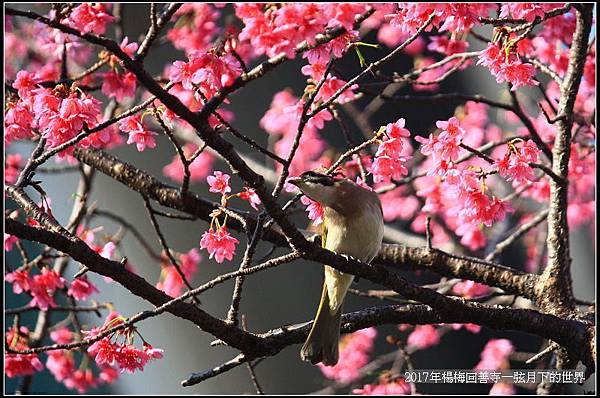2017年楊梅回善寺隨拍_03