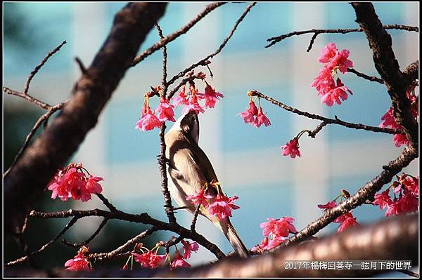 2017年楊梅回善寺隨拍_05