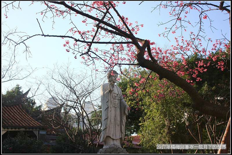 2017年楊梅回善寺隨拍_09 2017年楊梅回善寺隨拍_09