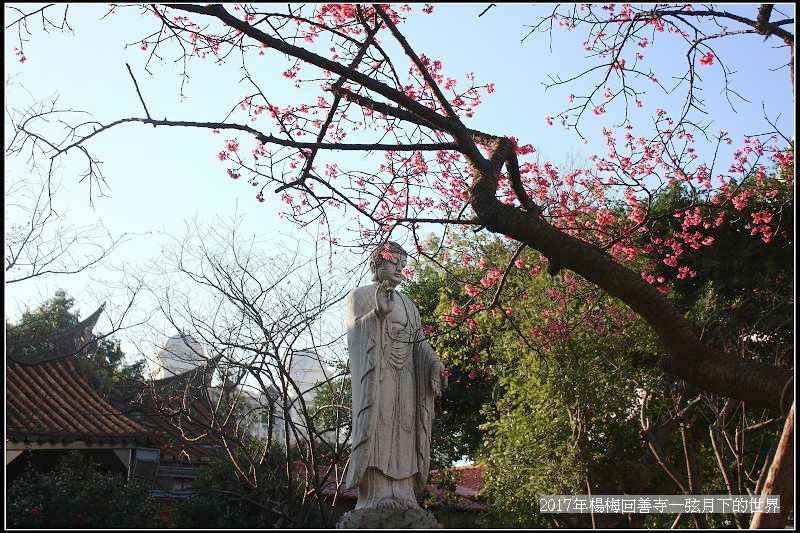 2017年楊梅回善寺隨拍_09