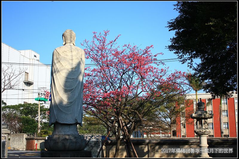 2017年楊梅回善寺隨拍_11