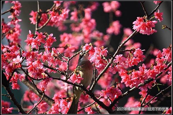2017年楊梅回善寺隨拍_14