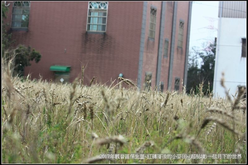 觀音區保生里~紅磚老厝後的小麥田~超秘境(附地點指示圖)_19