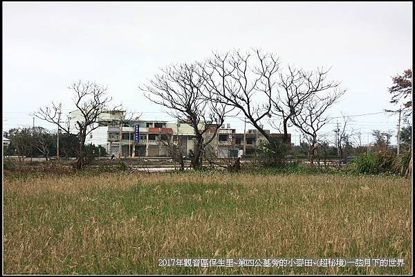 觀音區保生里小麥田~超秘境(附地點指示圖)_03