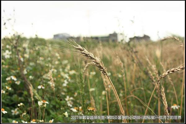 觀音區保生里小麥田~超秘境(附地點指示圖)_10