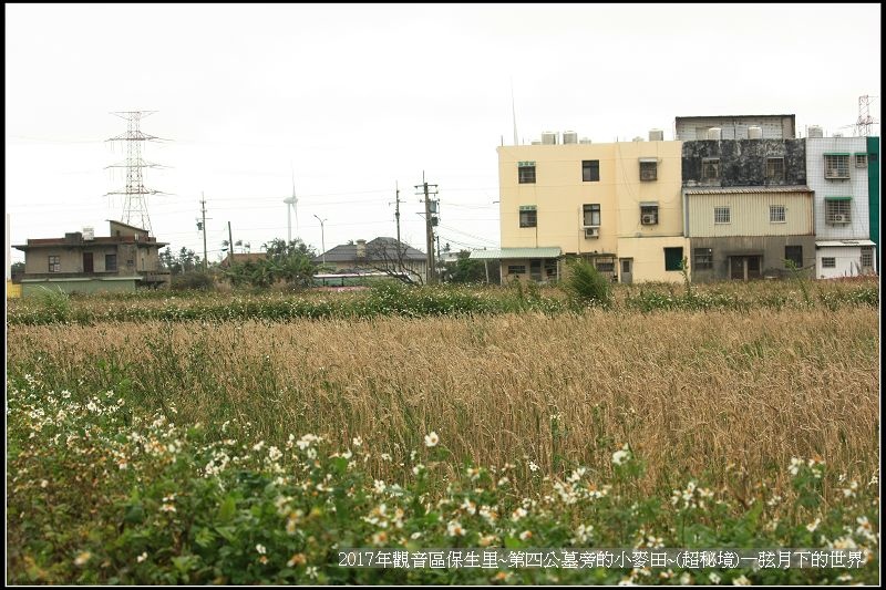 觀音區保生里小麥田~超秘境(附地點指示圖)_13