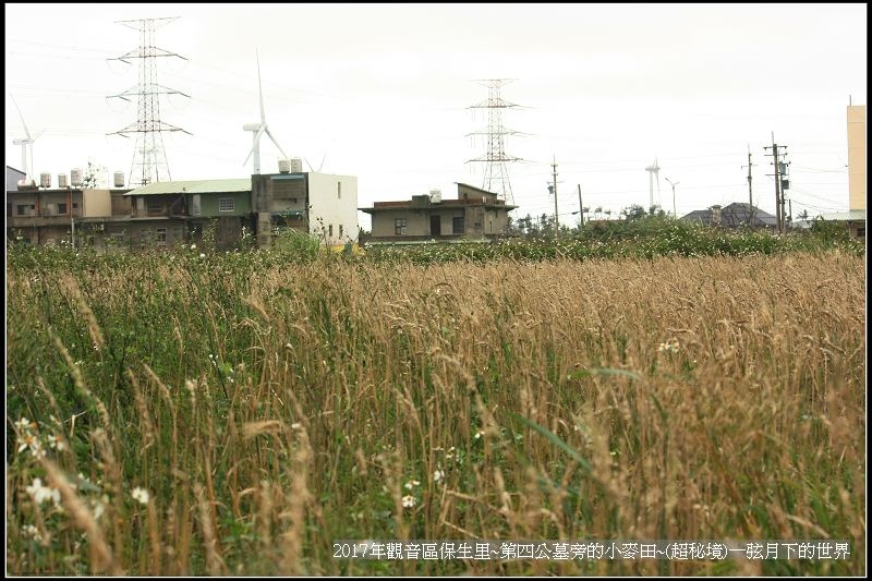 觀音區保生里小麥田~超秘境(附地點指示圖)_14