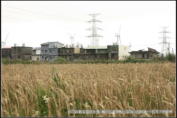 觀音區保生里小麥田~超秘境(附地點指示圖)_17