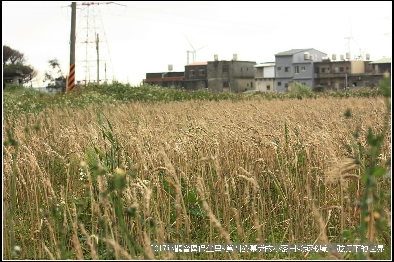 觀音區保生里小麥田~超秘境(附地點指示圖)_21