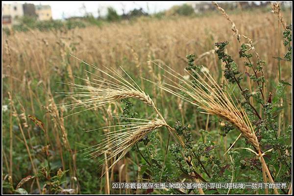 觀音區保生里小麥田~超秘境(附地點指示圖)_30