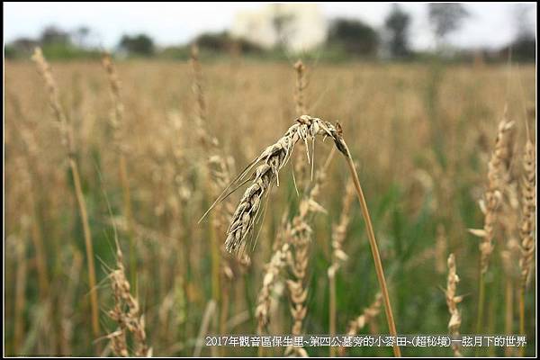 觀音區保生里小麥田~超秘境(附地點指示圖)_32