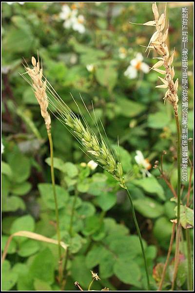 觀音區保生里小麥田~超秘境(附地點指示圖)_34