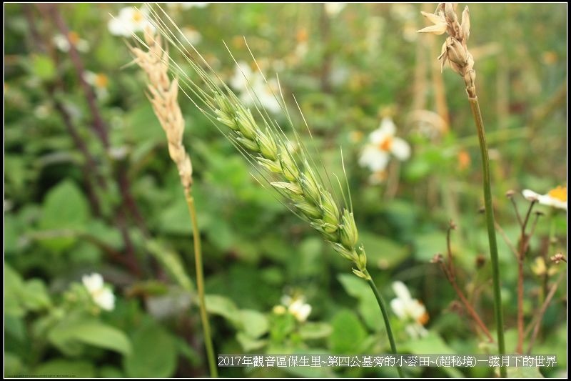 觀音區保生里小麥田~超秘境(附地點指示圖)_35