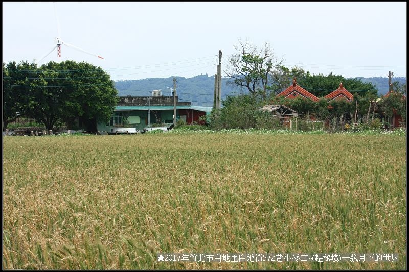 ★2017年竹北白地里572巷小麥田(秘境)_01