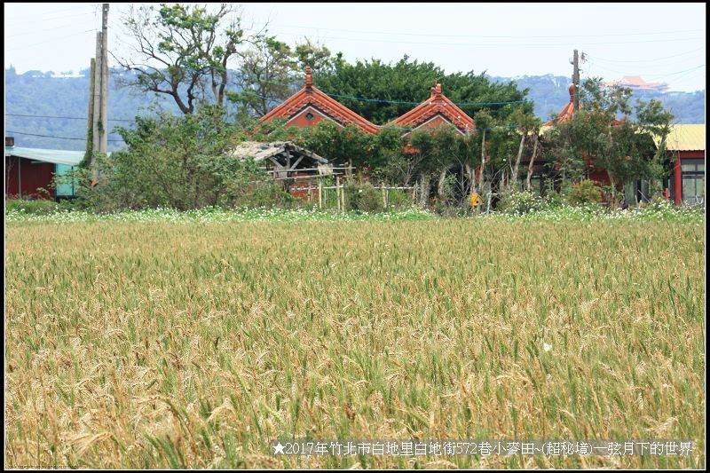 ★2017年竹北白地里572巷小麥田(秘境)_06