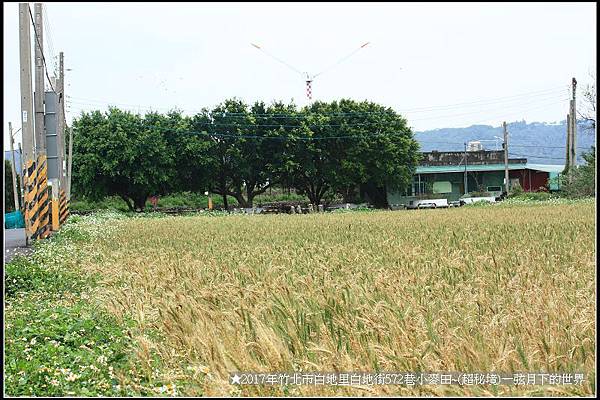 ★2017年竹北白地里572巷小麥田(秘境)_07