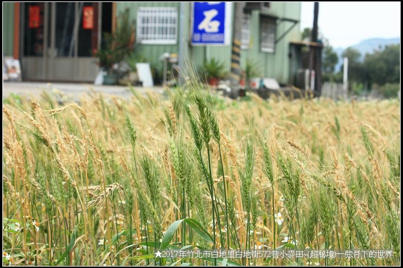 ★2017年竹北白地里572巷小麥田(秘境)_12