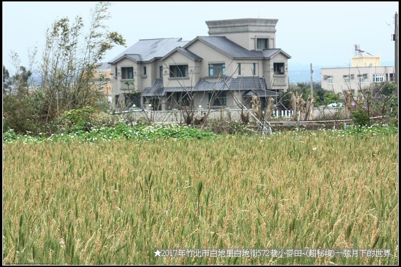 ★2017年竹北白地里572巷小麥田(秘境)_20