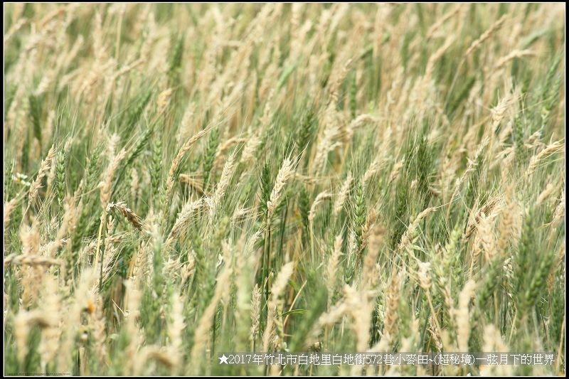 ★2017年竹北白地里572巷小麥田(秘境)_26