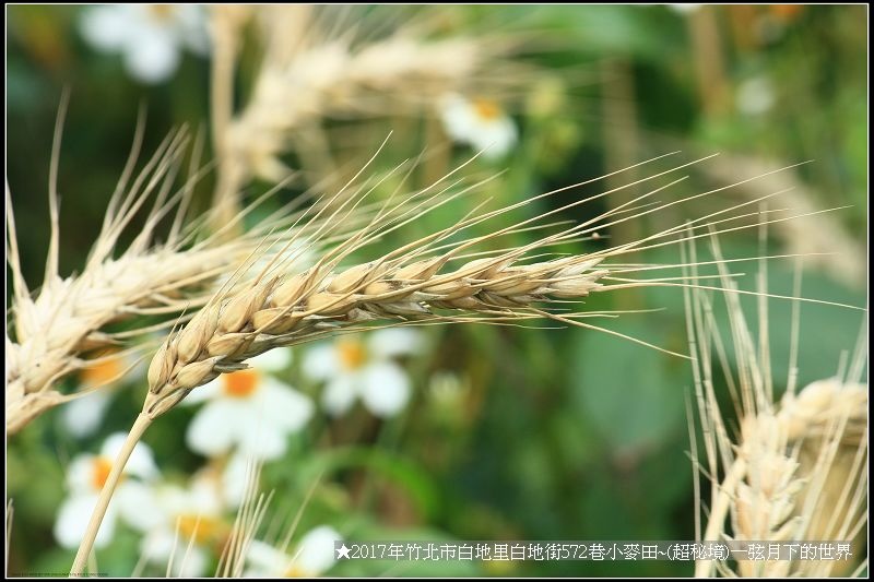 ★2017年竹北白地里572巷小麥田(秘境)_28