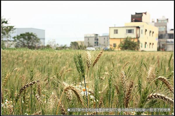 ★2017年竹北白地里572巷小麥田(秘境)_42