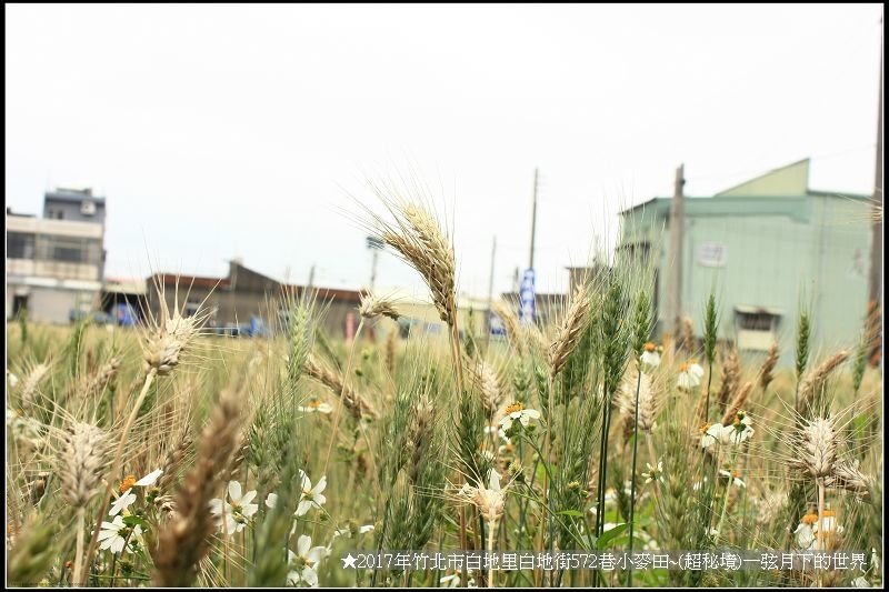 ★2017年竹北白地里572巷小麥田(秘境)_45