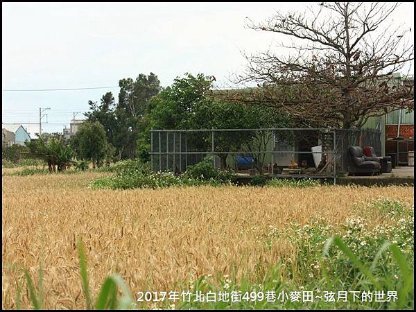 2017年竹北白地街小麥田_07