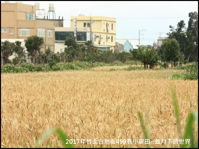 2017年竹北白地街小麥田_09 2017年竹北白地街小麥田_09