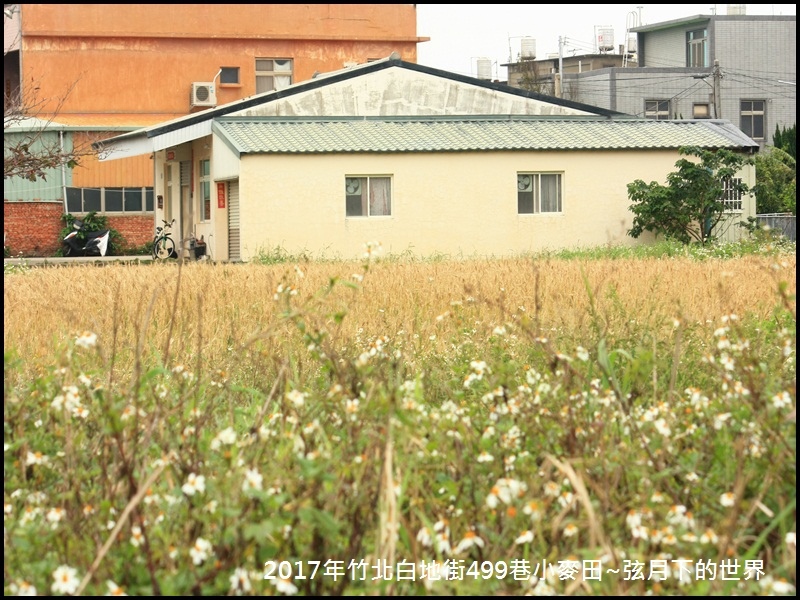 2017年竹北白地街小麥田_17