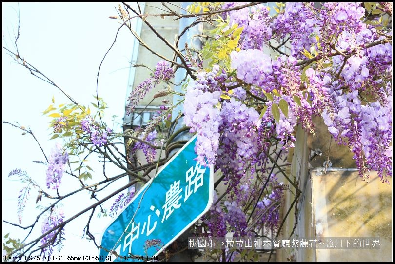 拉拉山神木餐廳紫藤花(5)