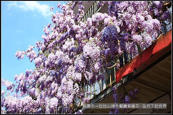 拉拉山神木餐廳紫藤花 (29)