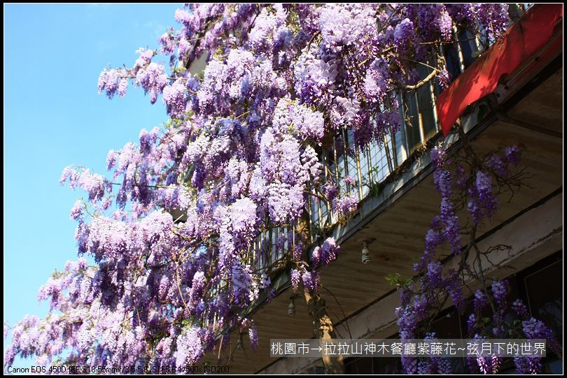 拉拉山神木餐廳紫藤花(28)