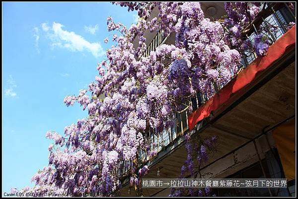 拉拉山神木餐廳紫藤花 (30)